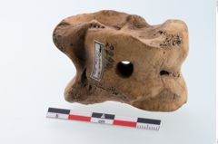Foto von Astragalus (NHMW-PRAE-002294)